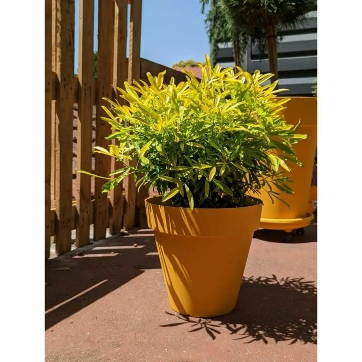 Pot riviera jaune o 60 cm s719680449. Gagnez du temps et de l'argent avec Diaytar