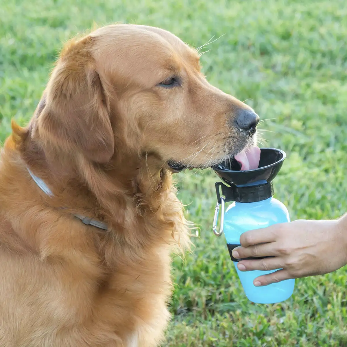 Bouteille abreuvoir pour chiens innovagoods_1922. DIAYTAR SENEGAL - Là où Chaque Achat Contribue à un Rêve. Naviguez à travers notre boutique en ligne et soutenez des artisans talentueux tout en acquérant des trésors.