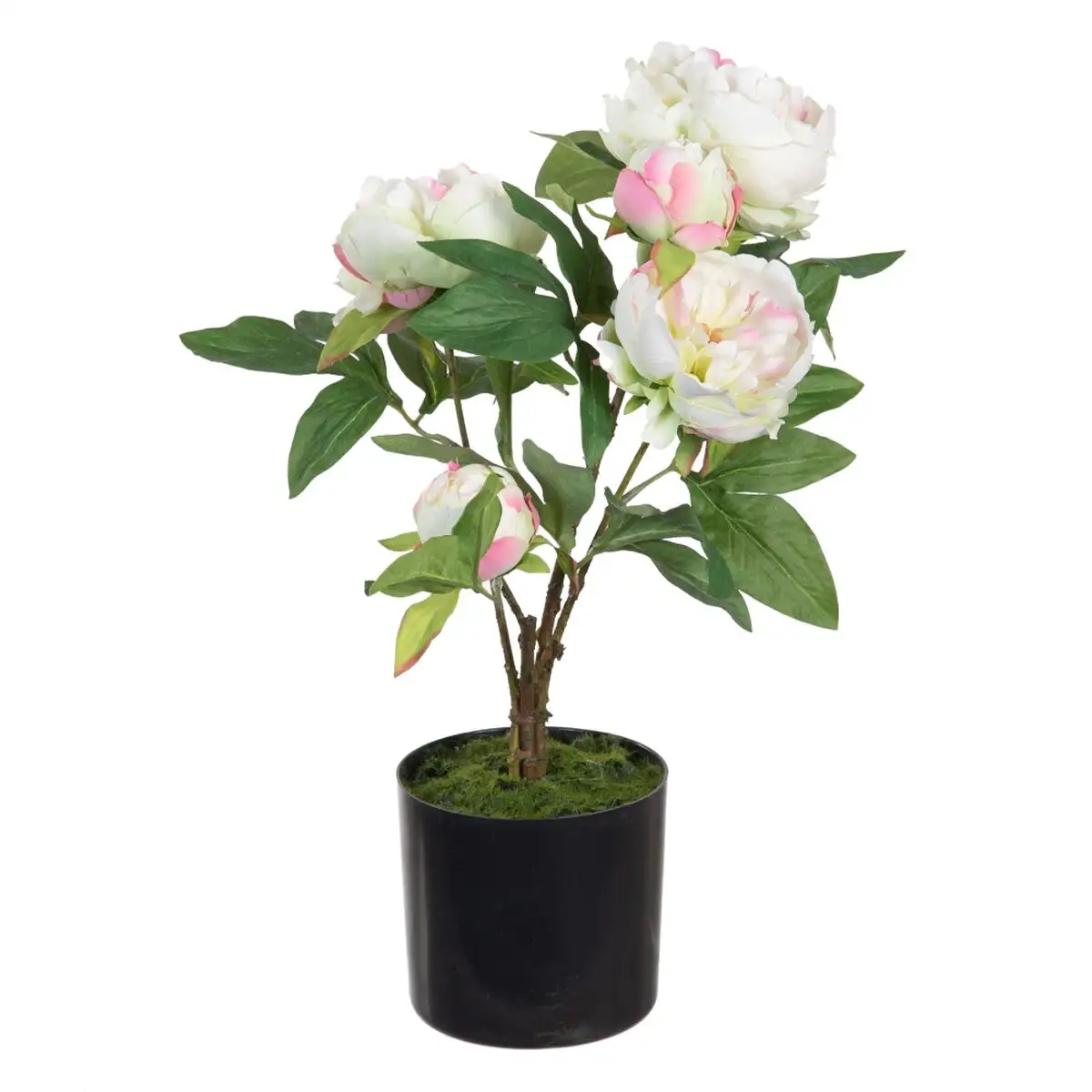 Plante de co 36 x 30 x 44 cm pivoine cre me_7971. DIAYTAR SENEGAL - Là où Chaque Produit Évoque une Émotion. Parcourez notre catalogue et choisissez des articles qui vous touchent et qui enrichissent votre expérience.