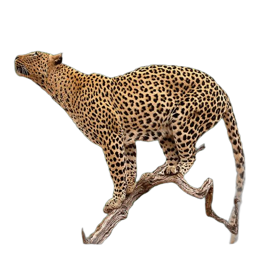 Tableau décoratif mural leopard 80 l, 60 x l, 2,6 x h, 80 cm