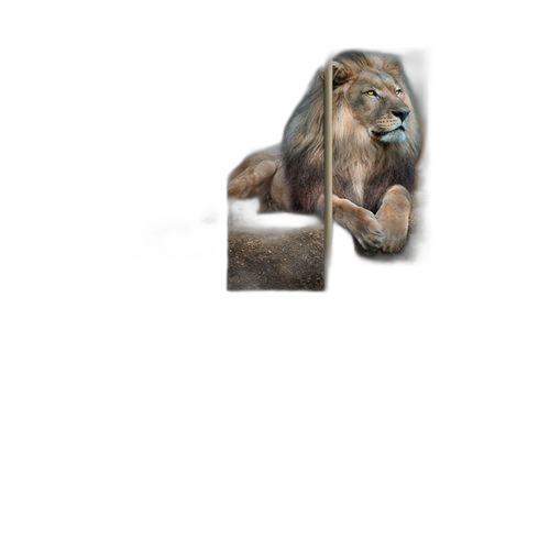 White label tableau lion 5 pieces dimensions :30x50x2 30x70x2 30x80x1(cm)