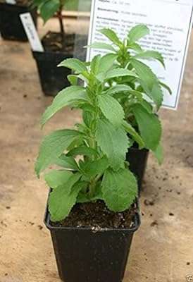 100 graines de stevia stevia un substitut du sucre 30 à. DIAYTAR SENEGAL  - des réductions incroyables sur tous les produits dont vous avez besoin. Parcourez notre boutique en ligne pour découvrir des offres discount sur des centaines d'articles, allant de la mode aux appareils électroménagers dernier cri.