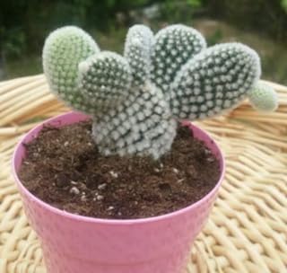 Bunny ears cactus 20 graines opuntia microdasys var. albispina expédition le jour. DIAYTAR SENEGAL  vous offre des produits discount exceptionnels, sans compromis sur la qualité. Parcourez notre sélection variée comprenant des appareils électroménagers fiables, des gadgets innovants et des tendances mode à des prix défiant toute concurrence.