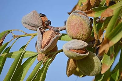 55pcs graines d'amandier doux frais. DIAYTAR SENEGAL  - optimisez votre budget sans sacrifier la qualité ! Découvrez notre sélection discount allant des articles de mode aux équipements électroménagers, pour des économies garanties.