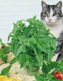 200 graines d'herbe à chat menthe nepeta cataria (plante chat). Bienvenue sur DIAYTAR SENEGAL, votre magasin en ligne préféré pour des offres imbattables sur une variété de produits. Faites des économies substantielles sur des articles de maison, d'informatique et d'électroménager, tout en découvrant les dernières tendances en matière de mode et de gadgets indispensables.