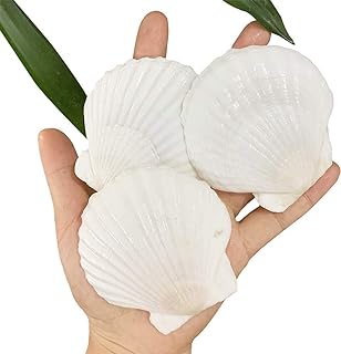 15 pièces de coquilles saint jacques naturelles de 2 à 3 pouces coquillages. DIAYTAR SENEGAL  : la boutique en ligne incontournable pour des achats discount dans tous les domaines. Parcourez notre sélection variée allant des produits pour la maison à la technologie dernier cri en passant par la mode tendance. Obtenez des produits de qualité à des prix compétitifs, tout en profitant d'une expérience de shopping en ligne optimale avec DIAYTAR SENEGAL  !