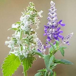 100 graines d'herbe à chat mélangées pour la plantation de menthe aromatique violette et blanche. Envie d'être à la pointe de la mode sans dépenser une fortune ? DIAYTAR SENEGAL  vous propose une sélection de vêtements et accessoires tendance à prix cassés. Que vous cherchiez des tenues pour toute la famille ou des pièces uniques pour vous démarquer, notre boutique en ligne généraliste vous garantit des achats mode discount qui feront sensation.