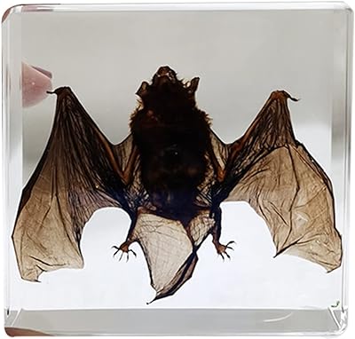 Squelette de taxidermie de chauve souris réelle contenant un spécimen éducation des professeurs de sciences en classe. DIAYTAR SENEGAL  - Votre destination discount pour tous vos besoins. Parcourez notre collection de produits de haute qualité, allant de la maison à l'électroménager, de l'informatique à la mode, et trouvez les meilleures offres en ligne. Profitez de nos prix imbattables et faites des économies dès maintenant!