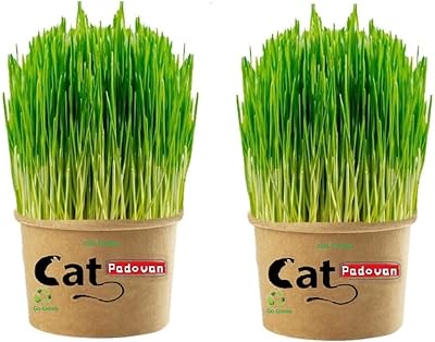 Herbe à chat arbagata de padovan. Ne payez pas plus cher pour les mêmes produits ailleurs ! DIAYTAR SENEGAL  propose une large gamme de produits de qualité à des prix discount. Trouvez tout ce dont vous avez besoin, des appareils ménagers aux gadgets dernier cri, et économisez de l'argent sans compromettre la qualité.