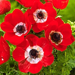 Anemone coronaria de cayenne ajoute une touche de couleur à votre décoration. Économisez intelligemment avec DIAYTAR SENEGAL, la boutique en ligne qui vous propose une variété de produits discount à des prix défiant toute concurrence. Des indispensables pour la maison aux gadgets les plus tendances, en passant par les dernières nouveautés en mode et en informatique, vous trouverez tout ce dont vous avez besoin pour moins cher, sans compromis sur la qualité !