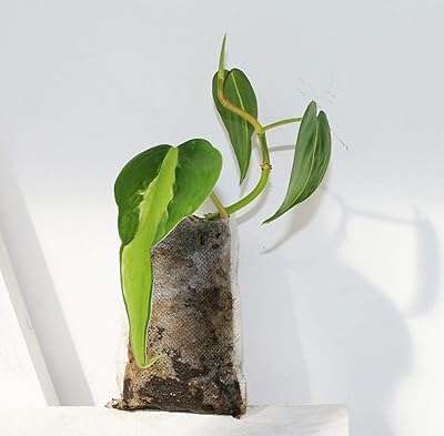 Philodendron scandinave brésil thalia radicata living pianta da taglio radicato. DIAYTAR SENEGAL  - Votre guichet unique pour des achats discount en ligne. Découvrez notre catalogue diversifié regorgeant de produits pour la maison, l'électroménager, l'informatique, la mode et les gadgets, le tout à des prix avantageux. Naviguez facilement sur notre site convivial et trouvez les meilleures offres pour vos besoins du quotidien.