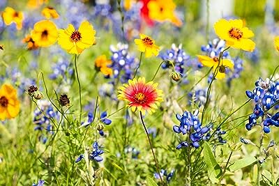 Kit de graines de fleurs sauvages | mélange en vrac à pollinisation. Avec DIAYTAR SENEGAL, profitez de tarifs attractifs sur une large gamme de produits discount. Équipez votre maison avec des appareils électroménagers de qualité, restez à la pointe de la mode grâce à notre sélection de vêtements abordables et découvrez les dernières innovations technologiques à prix réduits.