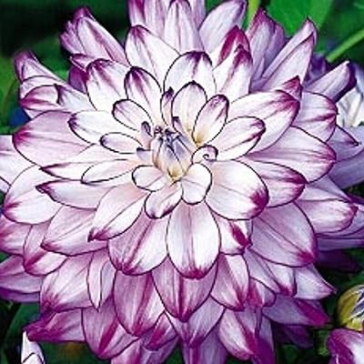 100 pièces sac de graines de dahlia glorieuses sans ogm fleurs colorées de jardin. Découvrez DIAYTAR SENEGAL, votre destination incontournable pour des achats discount en ligne. Notre magasin généraliste propose une vaste gamme de produits, allant des articles ménagers pratiques aux appareils électroménagers de pointe, en passant par les gadgets multimédias les plus récents et les vêtements tendance. Faites des économies substantielles tout en vous offrant des produits de la plus haute qualité !