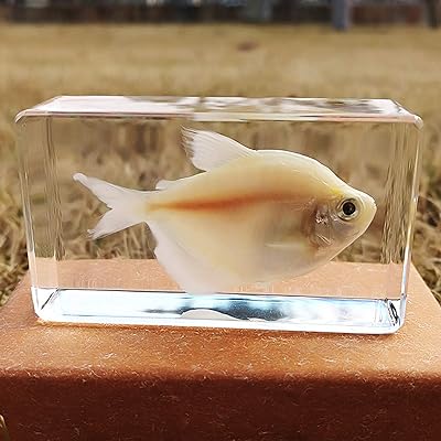 Spécimen de poisson marin résine de taxidermie spécimen d'animal marin réel en résine. Vous cherchez des produits discount de qualité ? Ne cherchez plus, DIAYTAR SENEGAL  est là pour vous. Notre boutique en ligne généraliste propose une large gamme d'articles allant de la maison à l'informatique en passant par l'électroménager et la mode. Faites des économies sans compromettre la qualité grâce à notre sélection minutieusement choisie de produits à prix réduits. Profitez des avantages du shopping en ligne avec DIAYTAR SENEGAL .