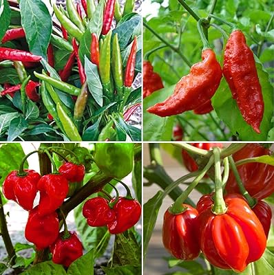 Pack de 4 graines de chili chaud chili thaïlandais pot jolokia habanero rouge des caraïbes. DIAYTAR SENEGAL  est votre destination en ligne pour des produits discount de qualité supérieure. Explorez notre vaste catalogue comprenant des articles pour la maison, de l'électroménager dernier cri, des gadgets high-tech et des vêtements tendance à des prix défiant toute concurrence.