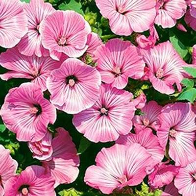 Rose mauve  tanagra  100 graines. DIAYTAR SENEGAL  - votre solution tout-en-un pour des achats discount en ligne ! Découvrez notre gamme finale de produits, allant des indispensables de la maison aux dernières tendances de la mode et de la technologie. Obtenez les meilleurs prix sur une sélection variée d'articles, vous permettant de réaliser d'énormes économies tout en profitant de produits de qualité. Avec des options de livraison flexibles et une satisfaction garantie, nous faisons de votre expérience d'achat un jeu d'enfant !