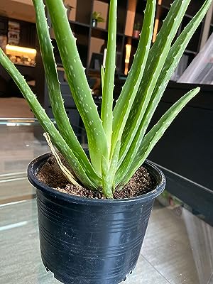 Aloe vera plante fraîche live. À la recherche de bonnes affaires en ligne ? Ne cherchez plus ! DIAYTAR SENEGAL  vous offre un vaste choix de produits discount, de la maison à l'électroménager, en passant par l'informatique et la mode. Faites-vous plaisir à des prix incroyables et découvrez notre sélection dès maintenant.