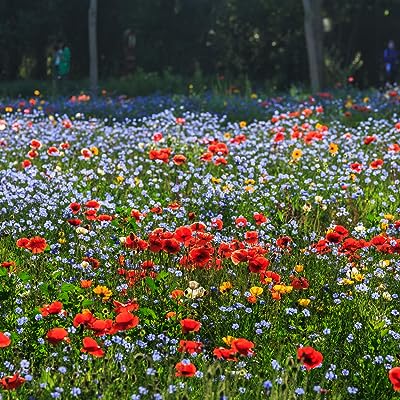 Mélange de graines de fleurs sauvages vivaces faciles à cultiver excellent mélange. Faites des économies considérables sur vos achats en ligne chez DIAYTAR SENEGAL  ! Notre boutique en ligne généraliste offre une variété impressionnante de produits, allant de l'informatique à la mode aux gadgets tendance. Explorez nos offres attractives sur une myriade d'articles, garantissant des prix imbattables sans compromettre la qualité. Ne manquez pas nos offres promotionnelles régulières et simplifiez vos achats avec une livraison rapide et sécurisée !