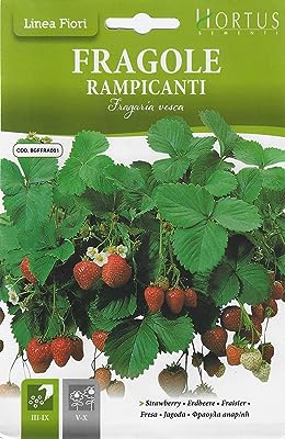 Graines de fraises (fragol) de haute qualité du jardin dxb (hortus italie). À la recherche de bonnes affaires en ligne ? Ne cherchez plus ! DIAYTAR SENEGAL  vous offre un vaste choix de produits discount, de la maison à l'électroménager, en passant par l'informatique et la mode. Faites-vous plaisir à des prix incroyables et découvrez notre sélection dès maintenant.