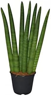 Plante de sensiferia selendica dans le dubai garden centre. Électroménager, mode, beauté... Diaytar a tout en stock