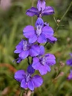 Graines 20 de légumes de gombo géant. Achetez malin avec Diaytar Sénégal, votre partenaire shopping 100% digital