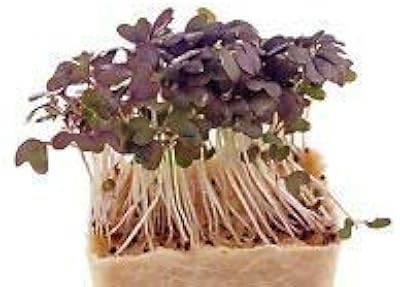 100% vraies graines d'aguilaria chinoises, arbre d'agate rare, jardin extérieur, bois parfumé, plantes d'encens, ciments qinxang. Le discount haut de gamme, c'est possible avec Diaytar