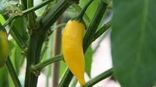 Citron chaud 30 graines. Révolutionnez votre façon d'acheter avec Diaytar