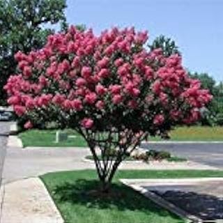 Myrte semi-crêpé (lagerstroemia indica) 50 + graines (50+)