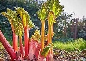 200 graines de fruits physalis. Le e-commerce qui respecte votre pouvoir d'achat : Diaytar