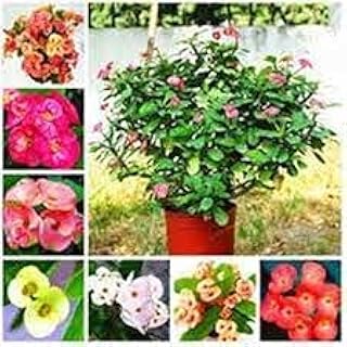 20 morceaux de graines d'acacia – Photo produit Dakar Sénégal – Livraison rapide 20 morceaux de graines d'acacia. Diaytar : Des prix qui défient toute concurrence