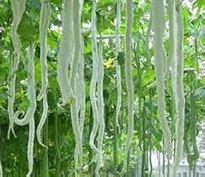 15 graines de légumes pour courge serpent longue