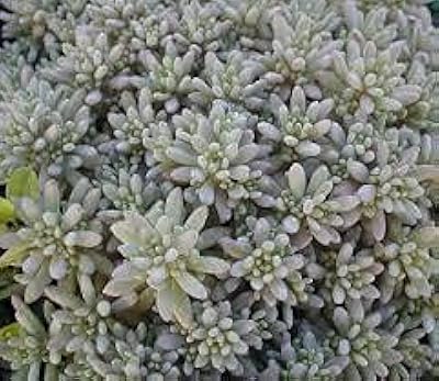 5 graines de fruits de ramboutan