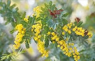 30 morceaux de graines d'acacia baliana