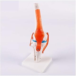 Modèle anatomique d'articulation du genou humain éducatif d'anatomie de l'articulation avec ligaments