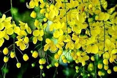 15 graines de légumes en forme de serpent