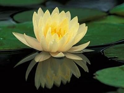 20 graines de fleurs de lotus jaunes