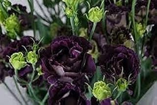 100pcs graines d'herbe de trèfle à quatre feuilles