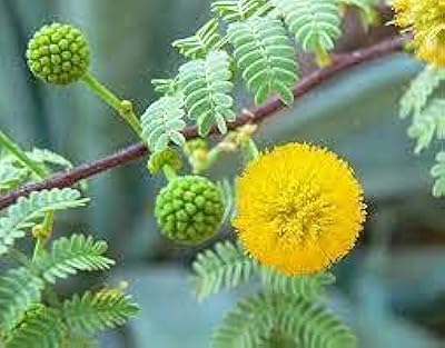 20 morceaux de graines de fleurs d'acacia