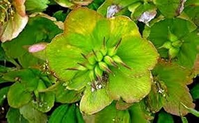 10 graines de fleurs d'hellébore