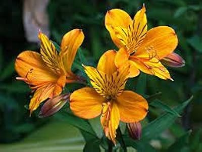 10 graines de fleurs d'alstroemeria