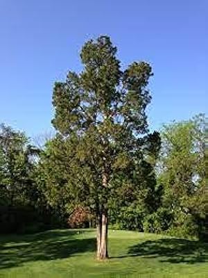 30 graines de semi-plante juniperus virginiana