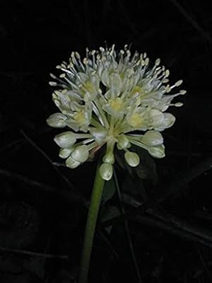 100 graines de plantes d'arachide