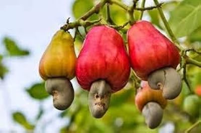 5 graines de fruits d'anacardier rouge
