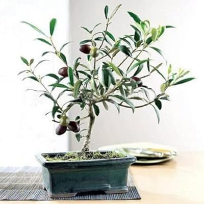 Graines d'olivier, olea européenne, plantes d'arbres pour la culture de graines de jardin