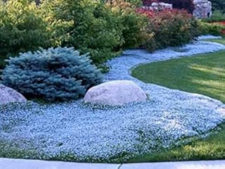 50pcs graines de carambole. Faites des économies avec Diaytar, le leader du e-commerce discount au Sénégal