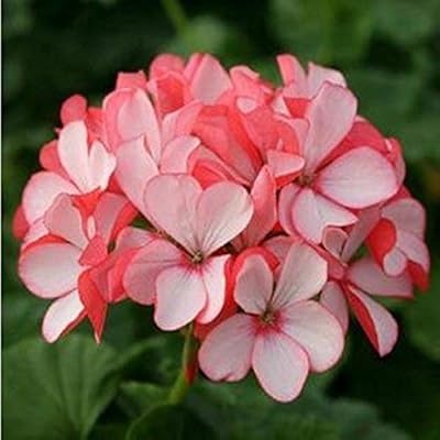 10 graines/paquet de graines de fleurs d'hortensia blanches, couleur pure, longue durée, plantes