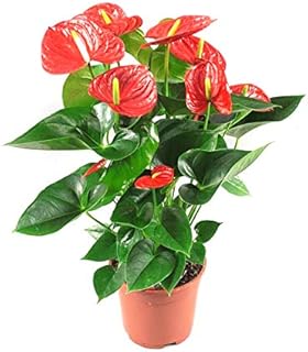 Plantsguru red life anthurium plante d'intérieur