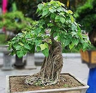Graines fraîches de plantes de balcon banyan 50 pièces vertes
