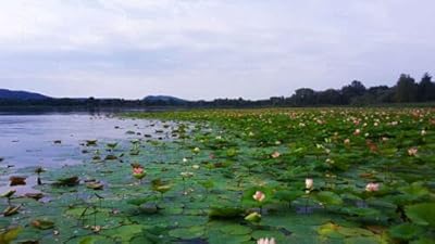 5 graines de lotus (mélange de couleurs) nelumbo nicifera