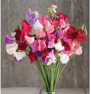 Fleur de pois de senteur mammoth choice mix 1488 (multi) 50 graines d'héritage
